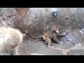 Japanese macaque baby boys "Let's play together" : ニホンザルの赤ちゃん「一緒に遊ぼう」@上野動物園