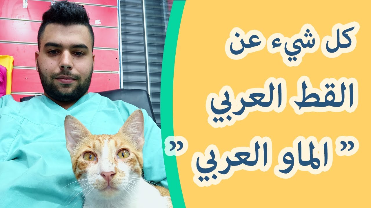 ما معنى قط عربي , و ما هو القط العربي , مواصفات القط البلدي و قطط ...