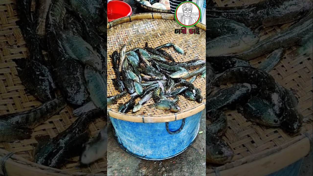 গ্রামের বড় সাইজের দেশি কই কেনা-বেচা | Deshi Koi Fish Trading in Village Market