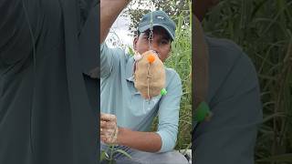 best feeder fishing videos 🎣 hook fishing 🎣 feeder fishing for carp #fishing #fish #shorts #trending