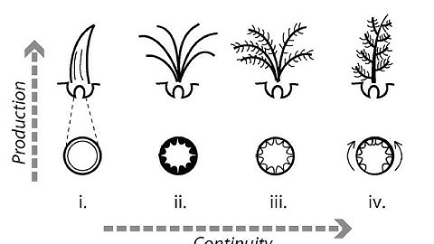 09.02 Novelty and Innovation – Beyond Networks: The Evolution of Living Systems