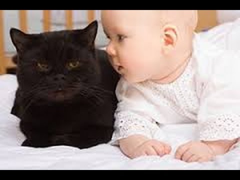 Chats Mignons Et Bebes Calins Babies Love Cats Compilation Youtube