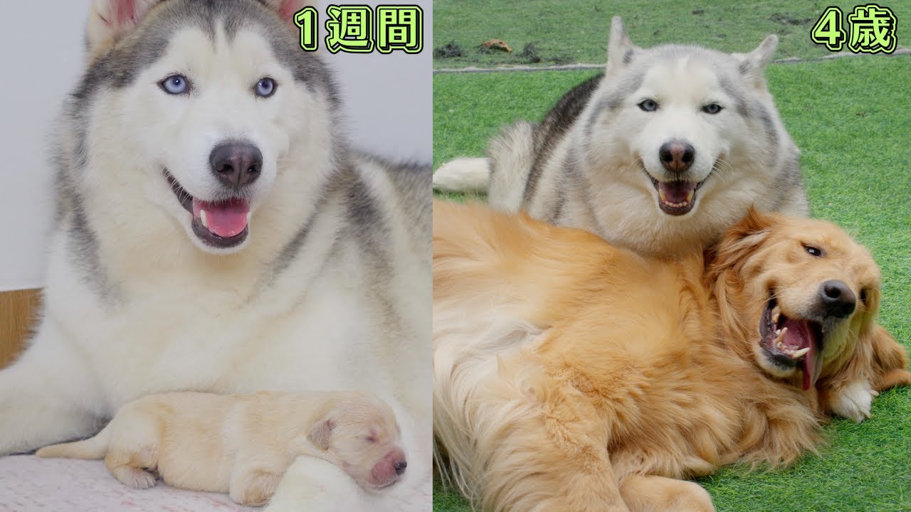 4年間ハスキーに育てられたゴールデンレトリバーの子犬たちは、どう成長したのか