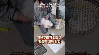 말 안 듣는 강아지 한 방에 교육하는 꿀팁