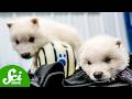 Dire Wolves and De-Extinction Quiz
