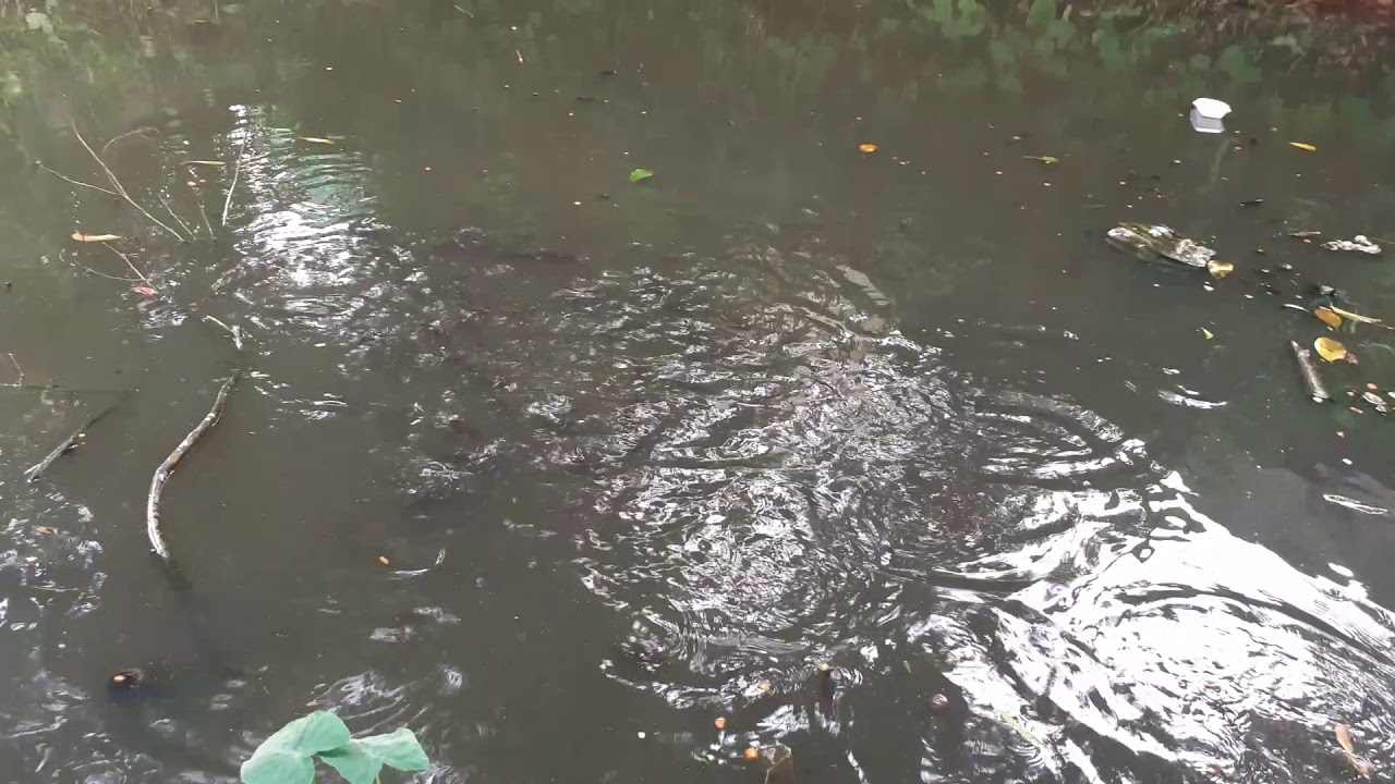 Memberi makan lele Dumbo 