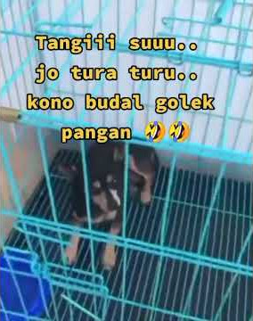 tangi su 😂