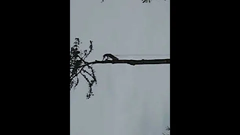 North Coast Tree Service