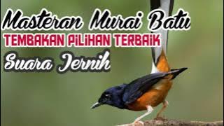 masteran murai batu full tembakan pilihan terbaik