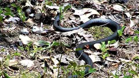 BlackRacerSnake....