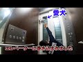 【衝撃映像】大変な事になりました！　ペットを連れてエレベーターに乗る方は気をつけて。