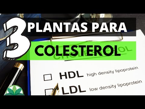 Vídeo: Controle de bálsamo de abelha - Aprenda a gerenciar plantas de bálsamo de abelha