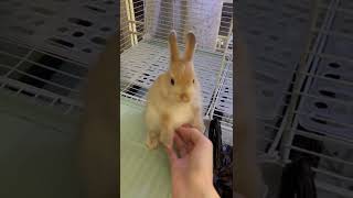 第一次想要养兔子的冲动😽