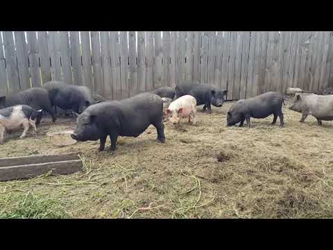 Вьетнамские свиньи - это просто