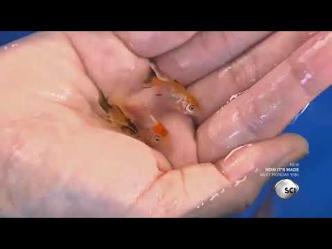 Video: How To Make A Goldfish