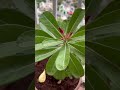 Adenium plant 🌿💗🪴 #plants #adenium #adeniumcare #adeniumflower #adeniumpruning #pruning #shorts