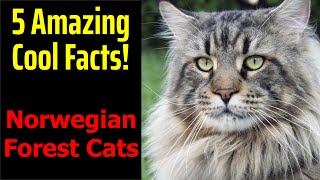 5 Fascinating Facts About Norwegian Forest Cats