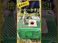 【コーヒーかす】捨てるのはもったいない！肥料などに有効活用【有機農家直伝！無農薬で育てる家庭菜園】　24/1/9　#shorts