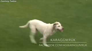 Dog sets frisbee record for longest catch during Canadian football game