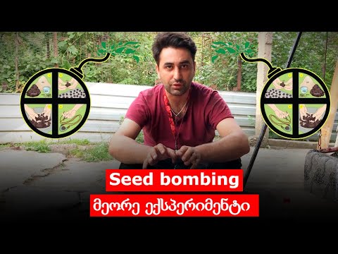 Seed bombing - მეორე ექსპერიმენტი