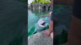 Beluga vocalizations with Juno!