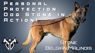 Belgian Malinois Personal Protection Dog Stone  Protection Scenario and Obedience Demonstration