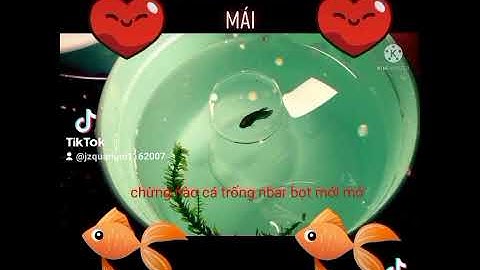 cách ép cá betta và cách dưỡng cá mái thành công 100% ( betta fish )