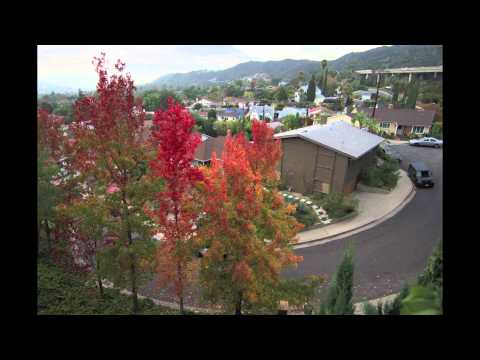 Video: Tajvanski Liquidambar