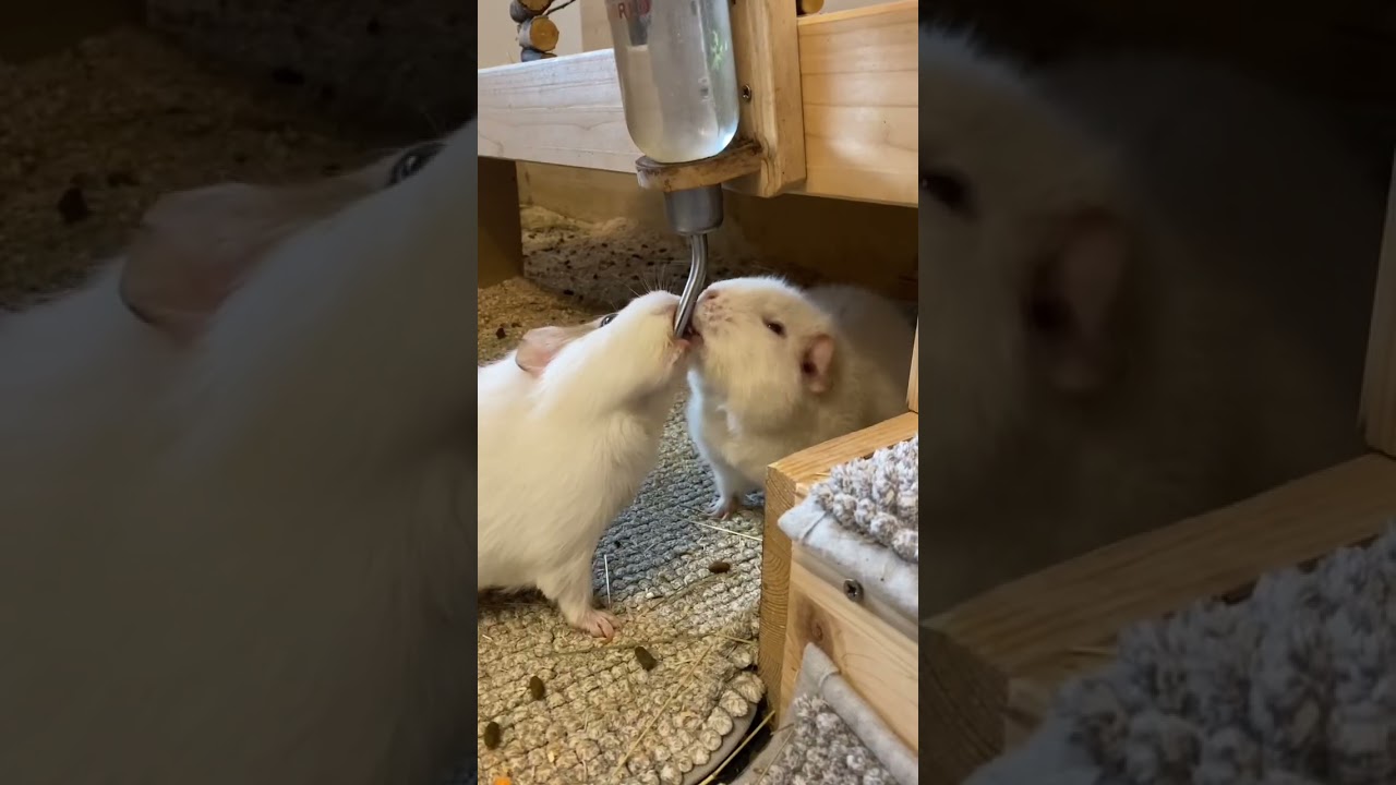 guinea pig is not allowed to drink and gets paw-slapped