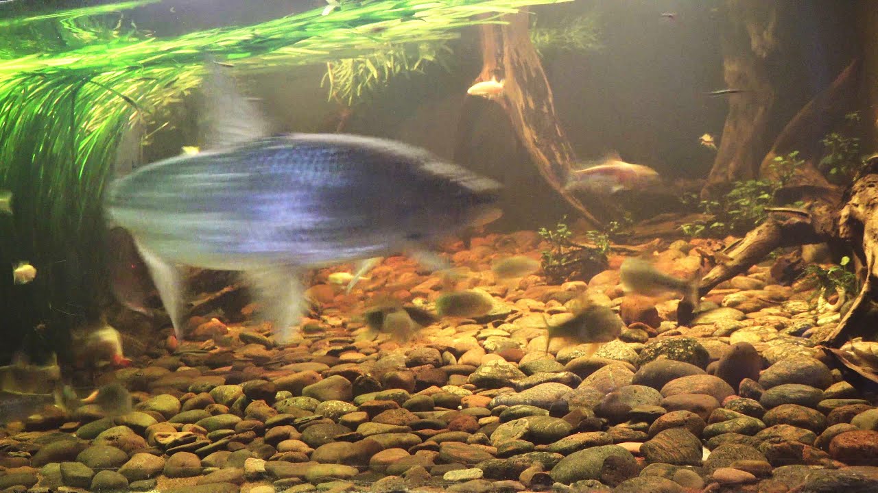 big goliath tigerfish build for speed - YouTube