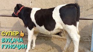 Букача ва Гуночинхои зоти шири порода черное пестрый ба фуруш баромад аз нохияи Ч.Расулов