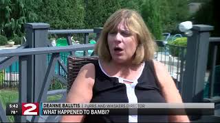 What happened to Bambi the cat
