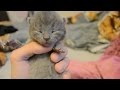 Дневник котят #2 | День 8 - Котята открывают глазки!