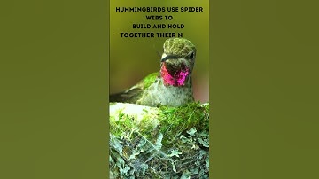 Hummingbirds use spiderwebs to build and hold together their nests! #hummingbird #hummingbirdnest