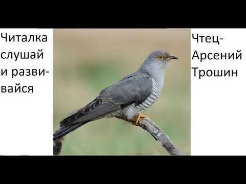 Александр Сумароков-"Кокушка" (Аудиокнига)