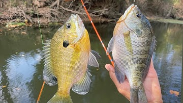 FALL BREAM FISHING FRENZY / OVER 100 FISH CAUGHT PART 3