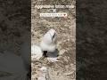 aggressive lotion male pigeon ☠️ #pigeon #fancy #kabutar #kabootar #shorts