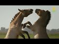 Дикие Лошади / Wild Horses | HD |