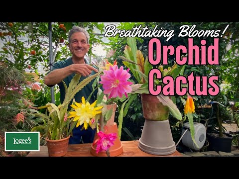 Orchid Cactus - Breathtaking Blooms!