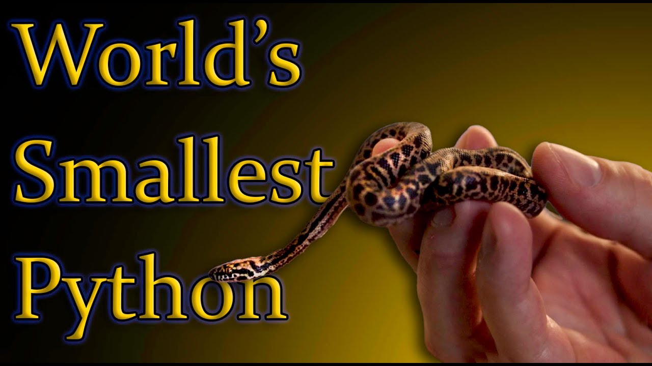 Meet The Smallest Pythons In The World! TINY Little Constrictors
