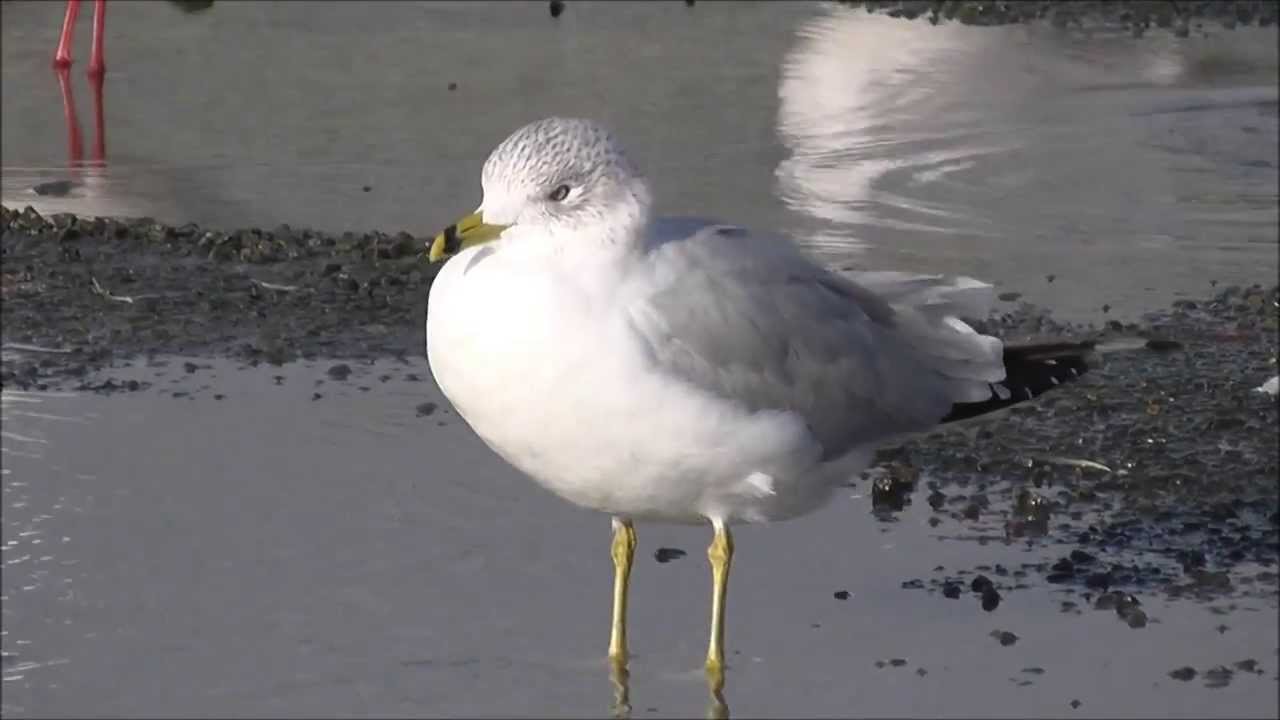 camera iphone 8 plus apk Ring-billed Gull