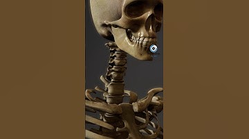 XƯƠNG “LƠ LỬNG” TRONG CƠ THỂ | 😨 (Bạn Biết Không) #fact #thaukinhtrithuc  #bones