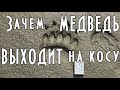 Зачем медведь выходит на косу. И немного рыбалки (один эпизод с нее был ранее)