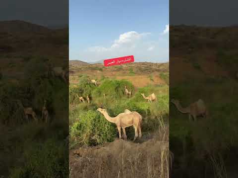 وادي الشاره ديار العيس