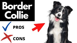 Border Collie Pros And Cons | The Good AND The Bad!!