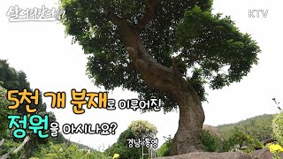 (살어리랏다 4) 30번 이사하고도 포기하지 않은 나의 정원!!  koreatv, tree, garden, sea, ocean, Cypress, forest (경남 통영)