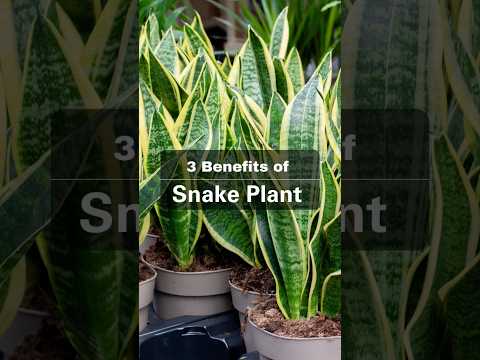 3 Benefits of snake plant
