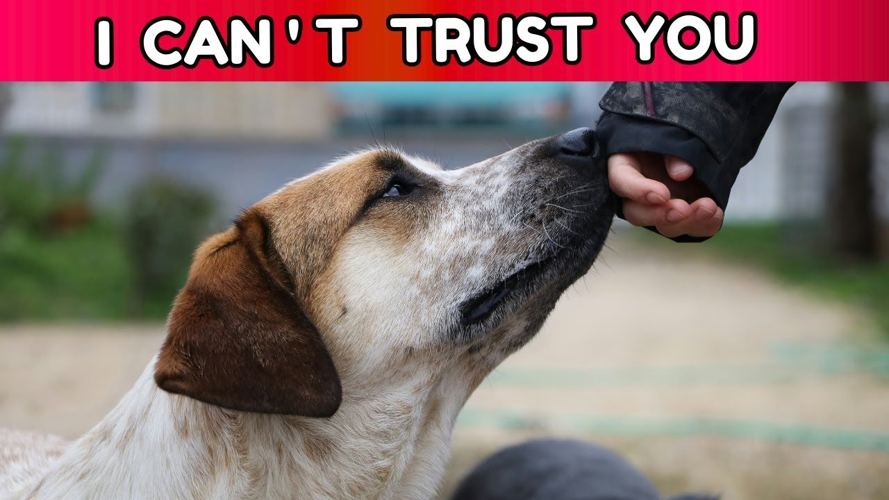 How Dogs Can Recognize a Bad Person