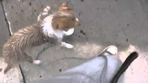 new Loose Leash walking   No Pullling! Problem Solving