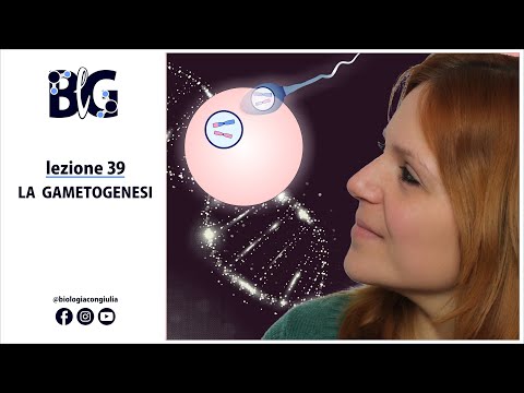 Video: Perché la meiosi e la gametogenesi sono interconnesse?